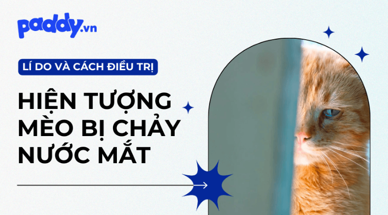 Chó Rơi Nước Mắt Vì Sức Khỏe