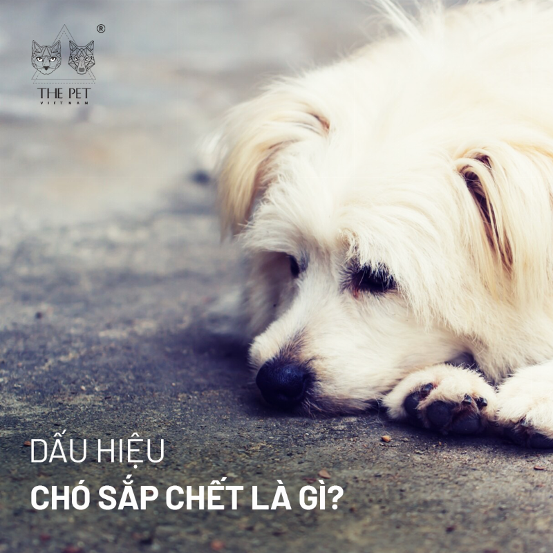 Chó sắp chết bảo vệ chủ nhân