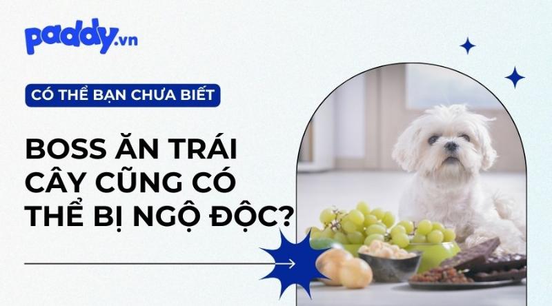 Chó sùi bọt mép do say nắng