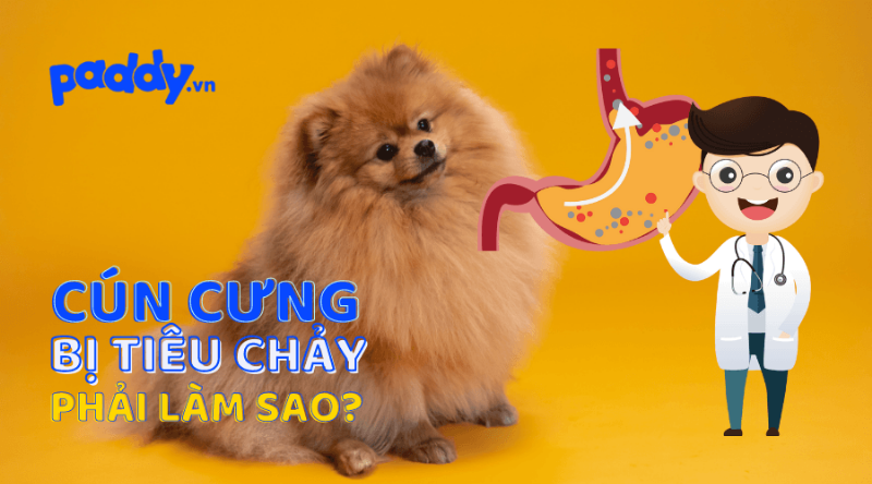 Chó uống nước điện giải