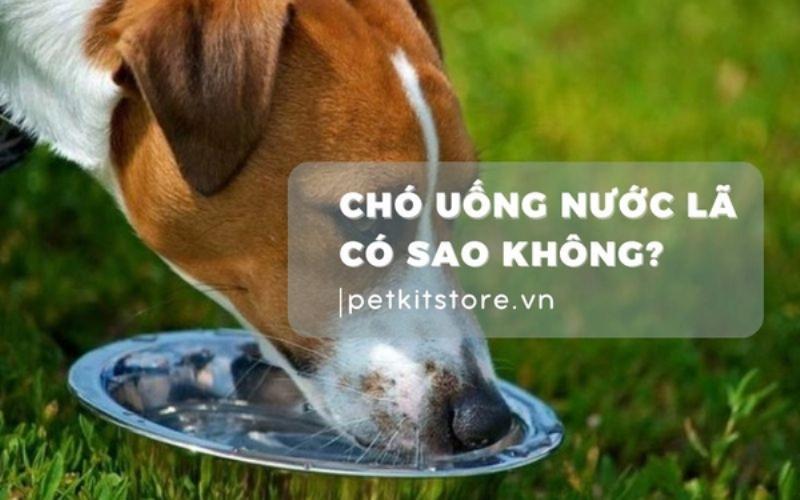 Chó uống nước trong bát