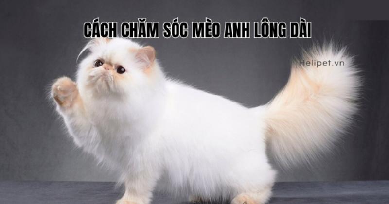 Chải Lông Cho Mèo Anh Lông Dài