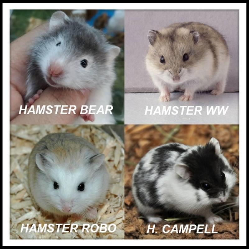 Hình ảnh chú chuột Hamster Dwarf Campbell năng động