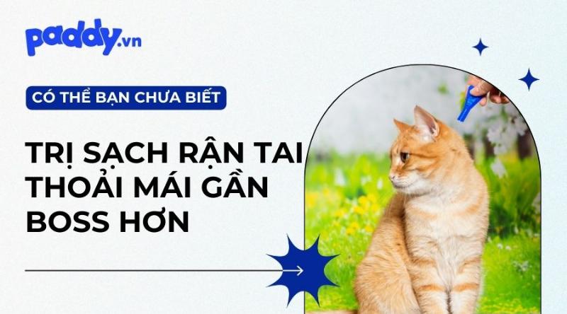 Dấu hiệu mèo con bị rận