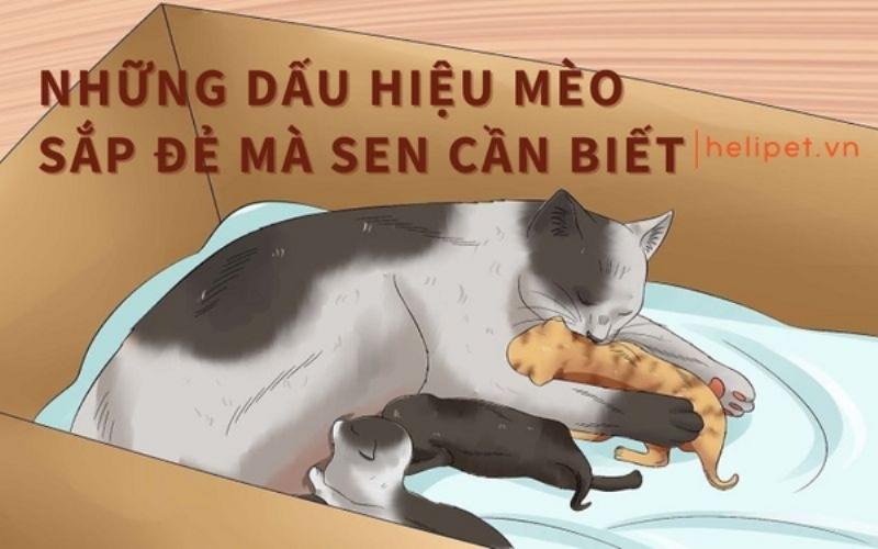 Dấu hiệu mèo sắp đẻ