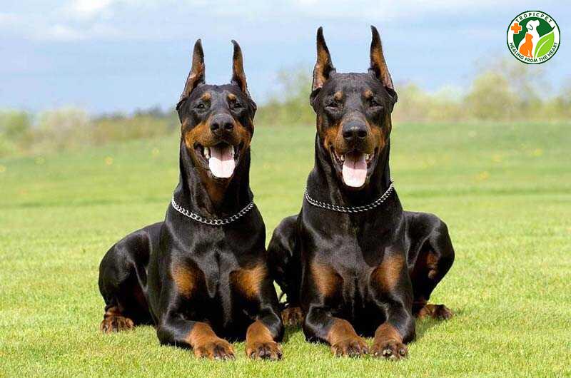 Chó Doberman Pinscher bảo vệ