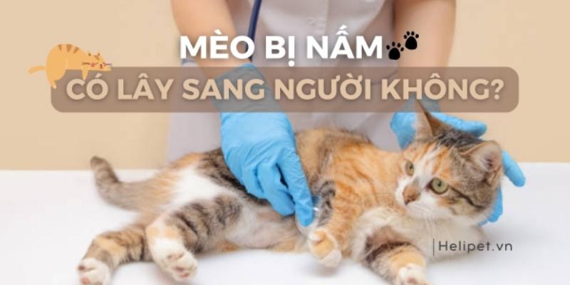 Giữ vệ sinh cá nhân khi bị nấm mèo