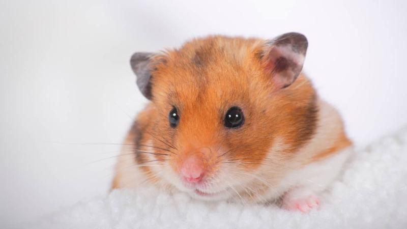 Hamster Bị Bệnh Nhiễm Khuẩn