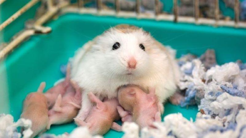 Hamster đẻ được mấy lần