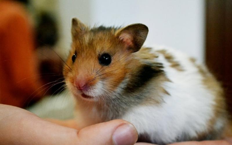 Hamster quấn chủ