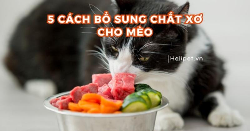 Hạt chia cho mèo: Tác dụng và cách cho ăn