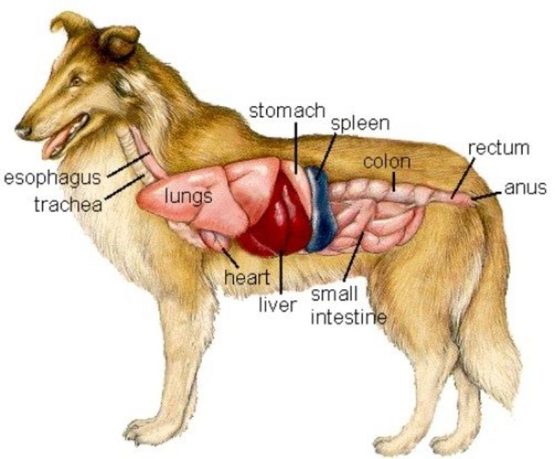 Hệ tiêu hóa của chó