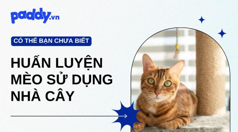 Huấn luyện mèo sử dụng trụ cào móng