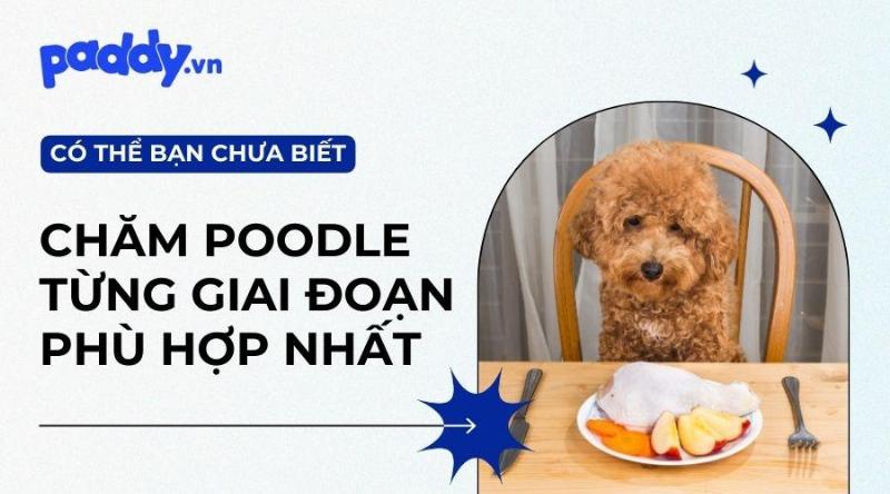 Khẩu phần ăn cho chó Poodle