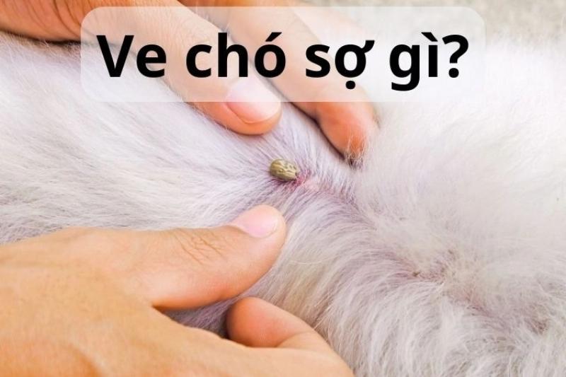 Loại bỏ ve chó nhanh chóng