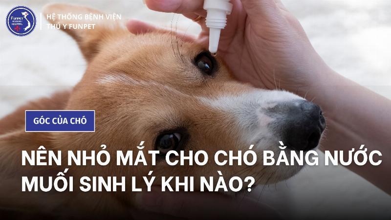 Lượng Muối An Toàn Cho Chó Là Bao Nhiêu?