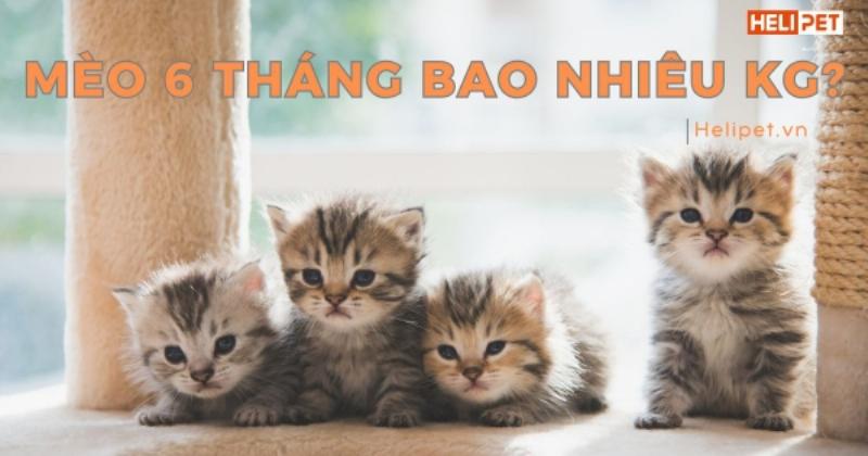 Mèo 3 tháng tuổi quá gầy hoặc quá béo