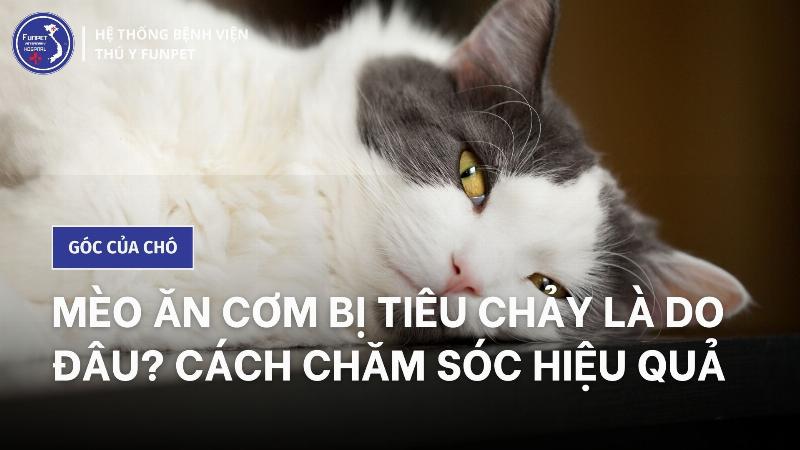 Mèo ăn hạt rau củ: Theo dõi phản ứng của mèo