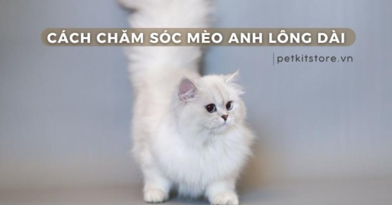 Mèo Anh Lông Dài Nghỉ Ngơi Thoải Mái