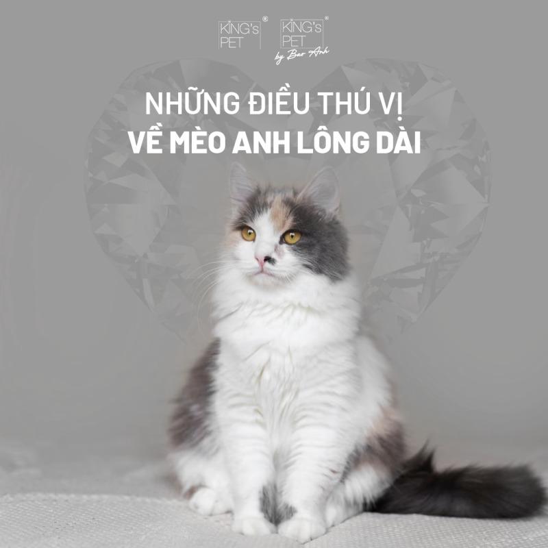 Mèo Anh lông dài trắng chơi đùa