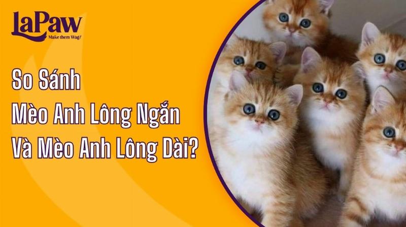 Mèo Anh lông ngắn nhỏ được chải chuốt