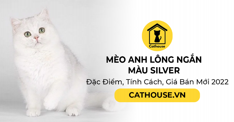 Mèo Anh Lông Ngắn Silver Có Mắt Xanh Lục