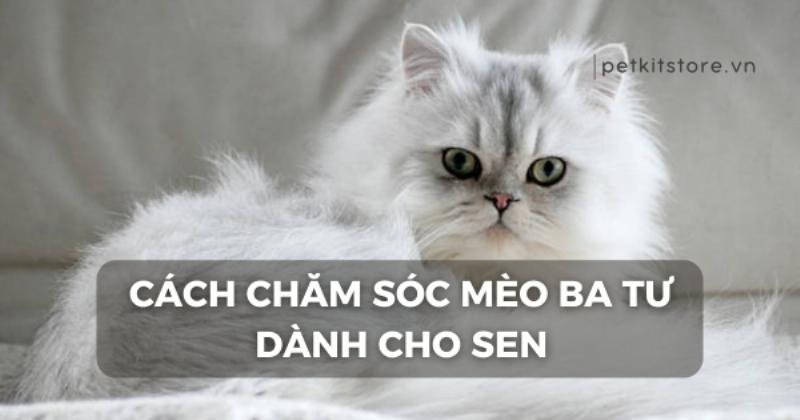 Mèo Ba Tư được cạo lông