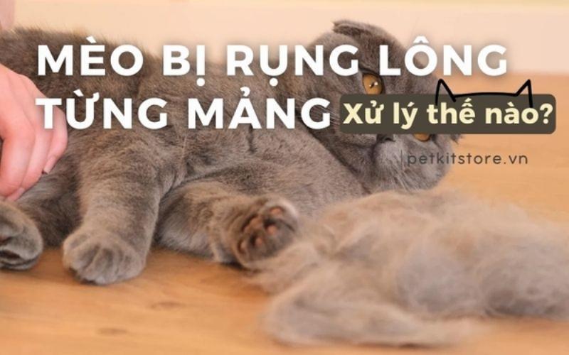 Mèo bị hói lông trên mắt do bệnh lý