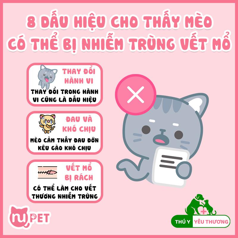 Mèo bị nhiễm trùng vết mổ sau phẫu thuật