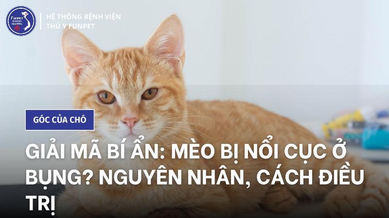 Mèo bị nôn và có cục cứng ở bụng