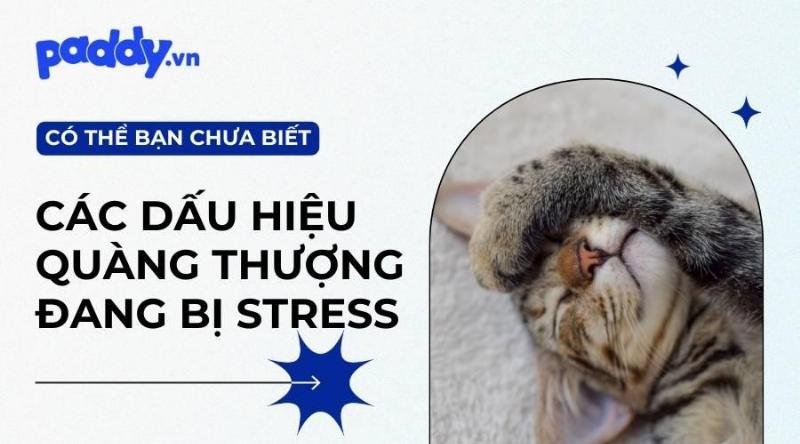 Mèo bị stress