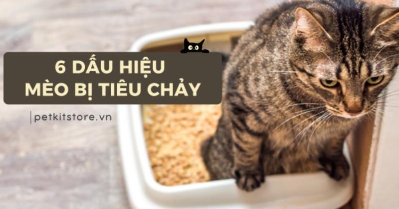 Mèo bị tiêu chảy: Triệu chứng