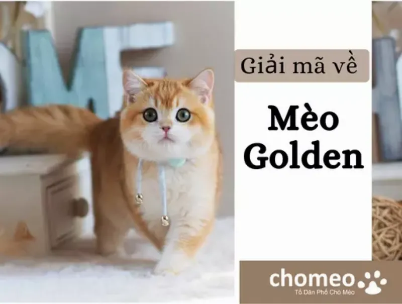 Mèo Blue Golden Nhập Khẩu