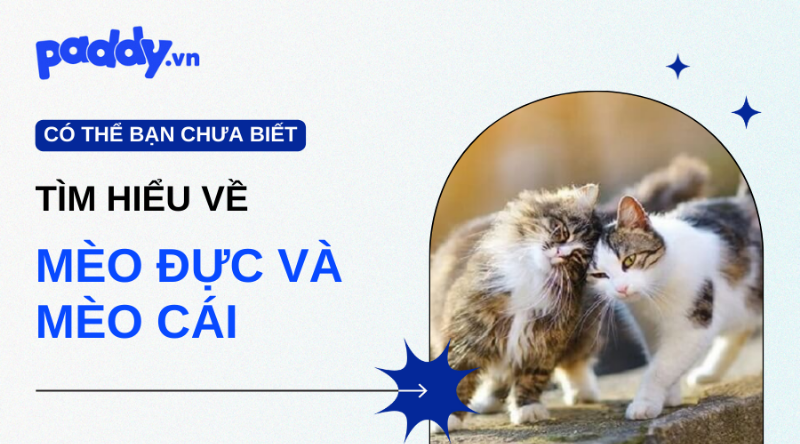 Mèo cái chăm chuột con