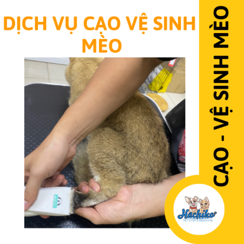 Mèo cạo lông vệ sinh