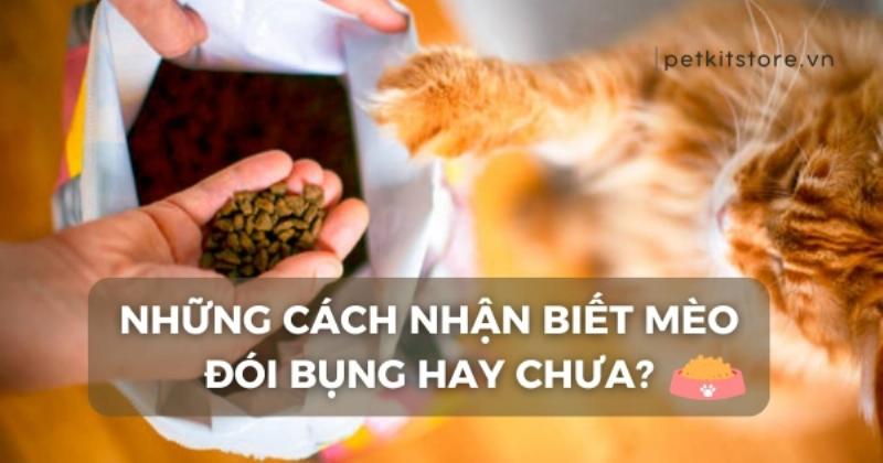 Mèo con đói bụng