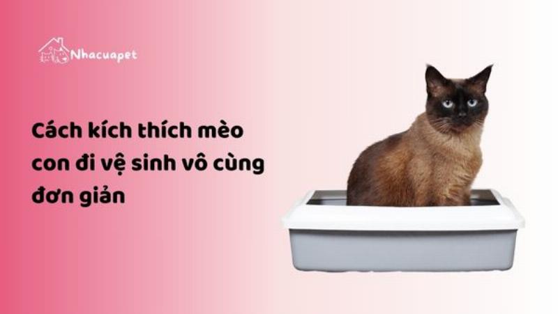 Mèo Con Học Đi Vệ Sinh