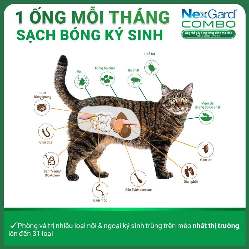 Mèo con khám phá thế giới