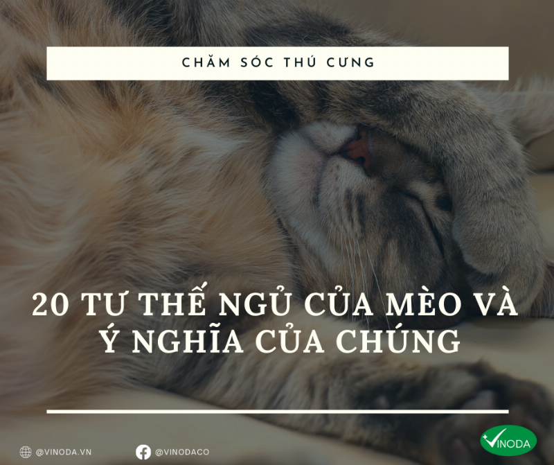 Mèo đang nằm nghỉ trong giỏ