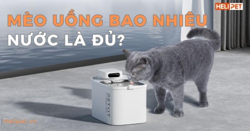 Mèo đang uống nước trong bát