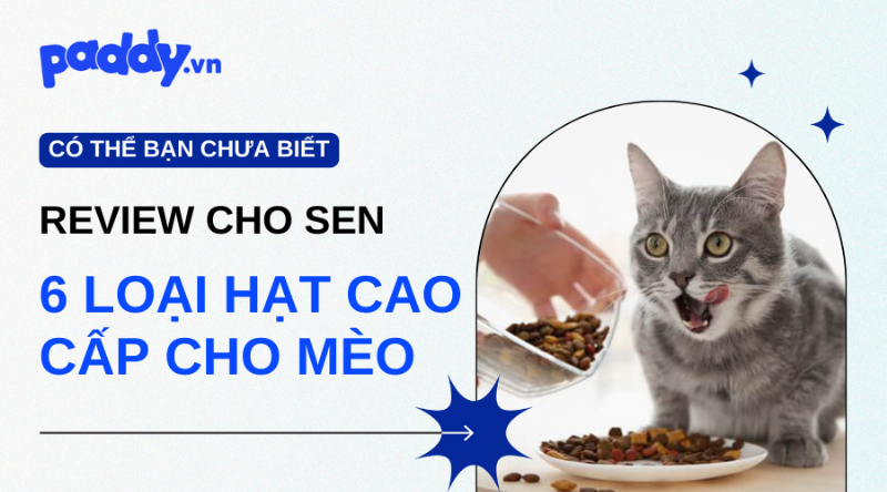 Mèo Đắt Tiền Ăn Thức Ăn Cao Cấp