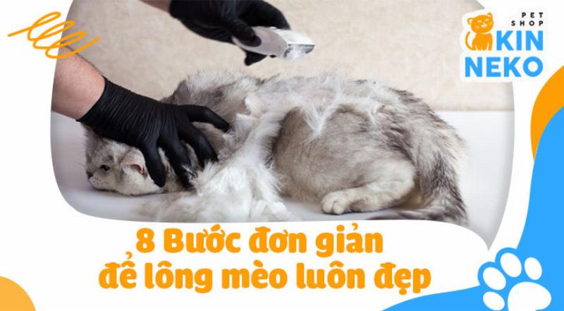 Mèo được cạo lông kiểu Lion