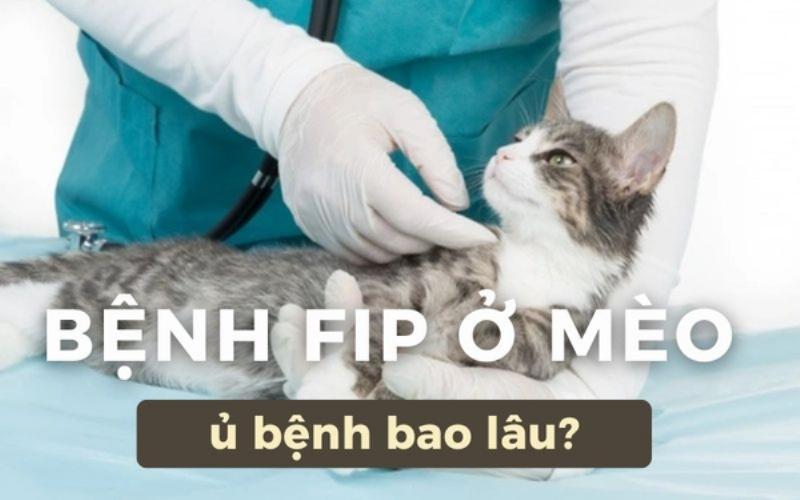 Mèo FIP mệt mỏi chán ăn