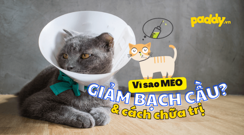 Mèo Giảm Bạch Cầu: Điều Trị