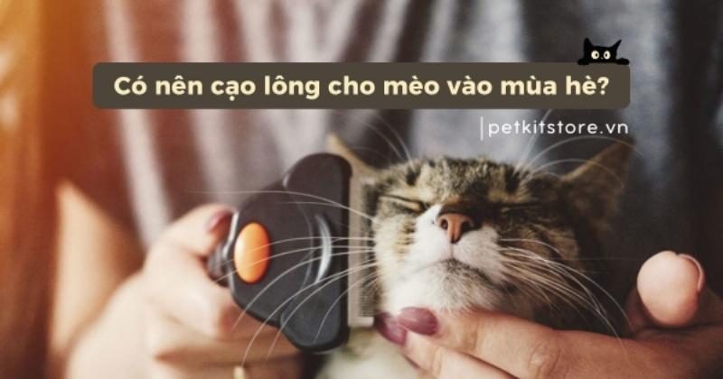 Mèo lông dài được cạo lông mát mẻ