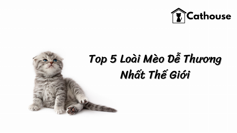 Mèo Maine Coon Lông Dài Đang Ngồi Trên Ghế