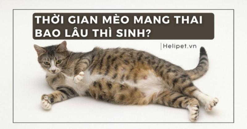 Mèo mang thai những tuần cuối: Chăm sóc và chuẩn bị cho mèo đẻ