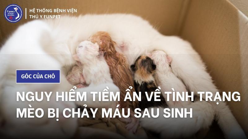 Mèo mẹ sau sinh khám bác sĩ thú y