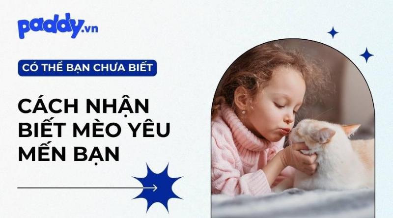 Mèo Ngủ Trên Người Cảm Thấy An Toàn