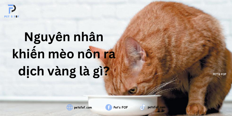 Mèo nôn dịch vàng: Câu hỏi thường gặp